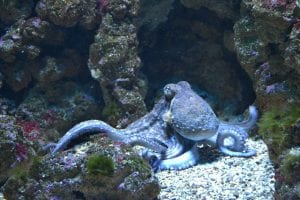 cool facts about octopus