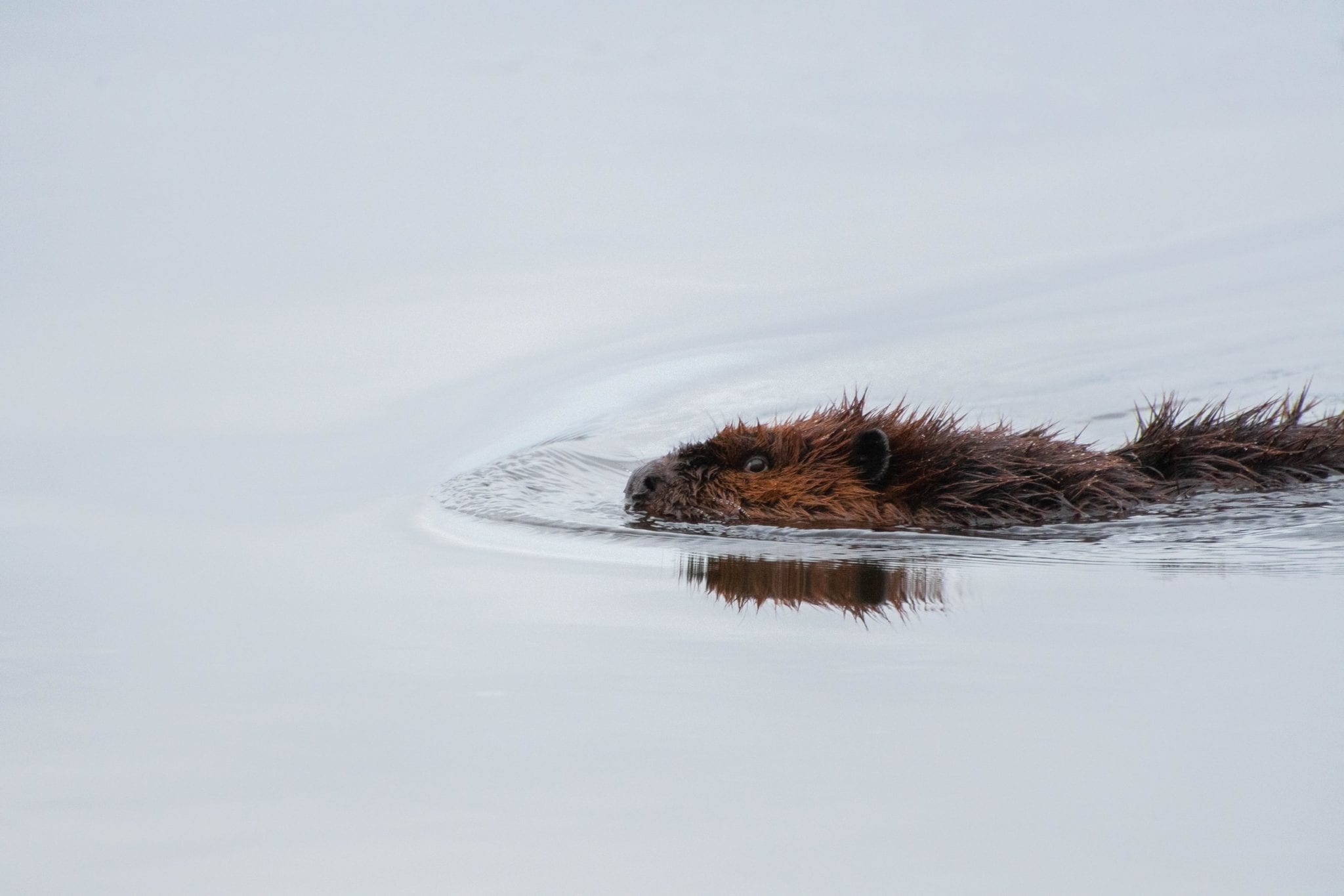 10 Fun Facts on Beavers Fact City