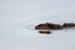 fun facts about Beavers