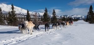 dog sledging in Alaska