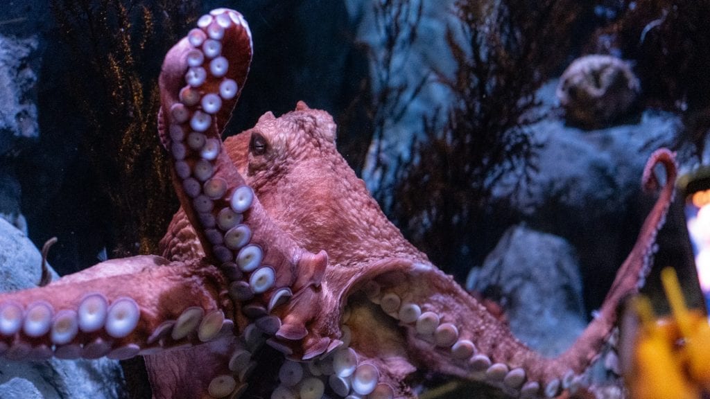 fun facts about octopus