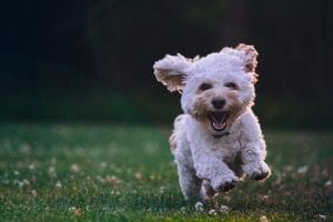 funny facts about dogs