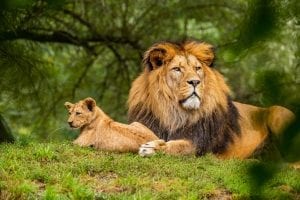 interesing facts about Lions