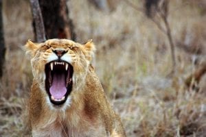A lioness, yawning