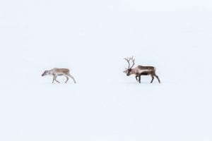interesting facts about reindeer
