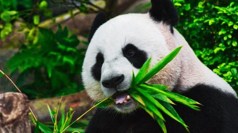 interesting facts about the panda