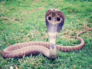 King Cobra snake