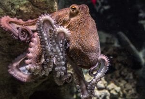 amazing facts about Octopus