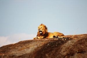 random facts about Lions