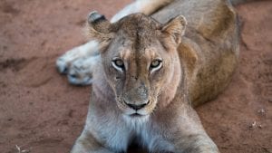 south african Lioness