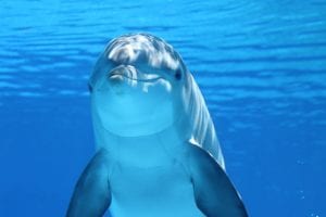 a happy looking dolphin