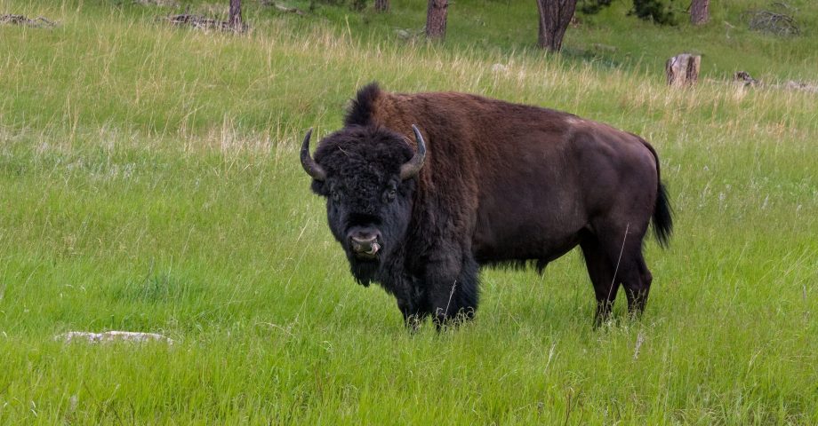 Facts about North Dakota 1