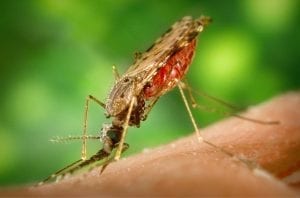 Malaria Facts