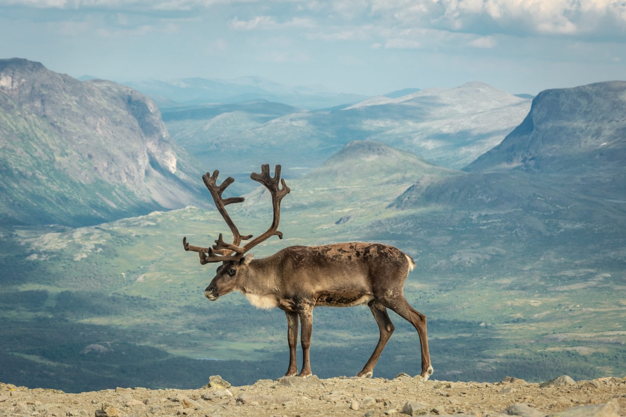 11-fun-facts-about-reindeer-fact-city