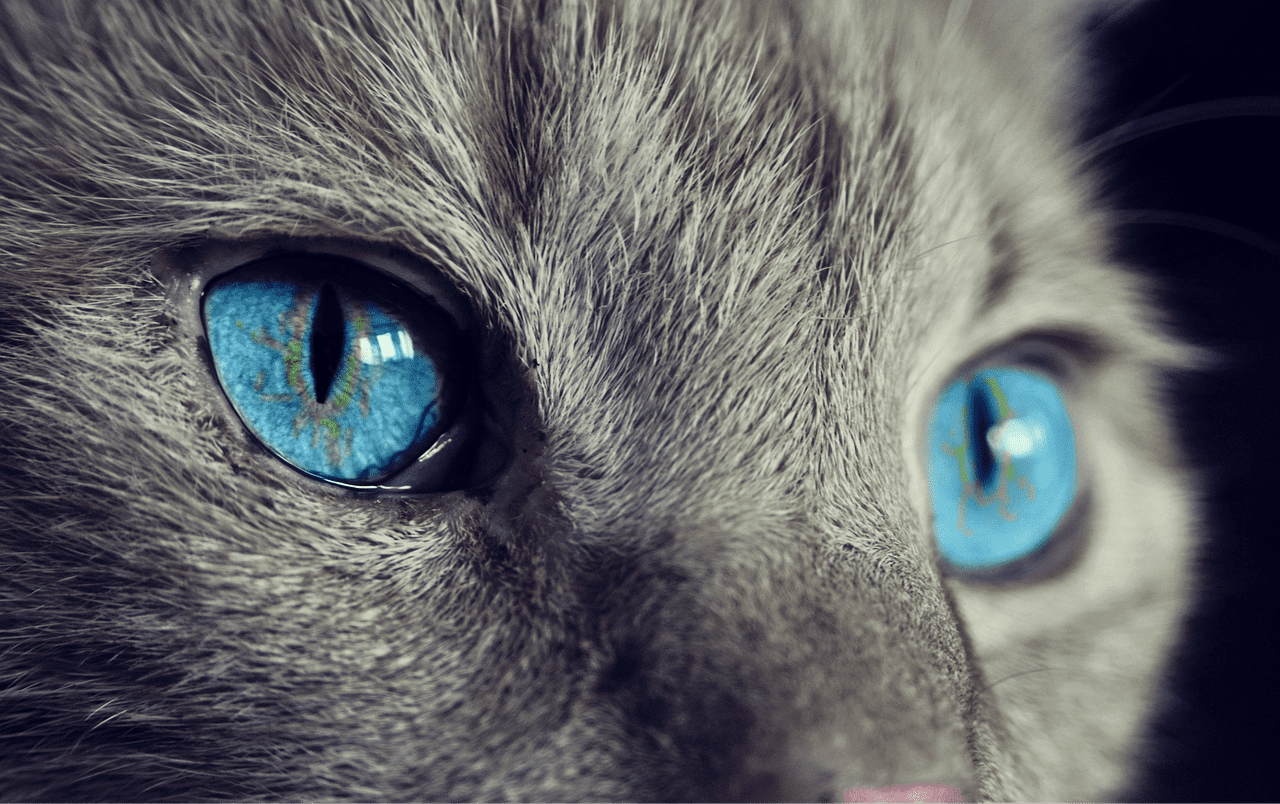 cats eyes facts