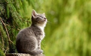 fun facts about kittens