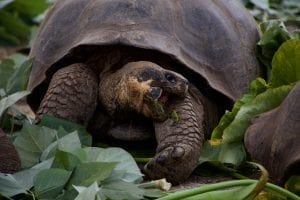 facts about Galapagos Tortoise