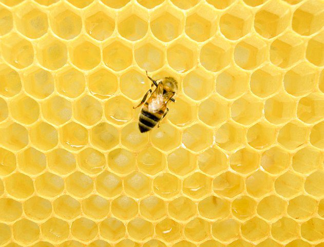 A honey bee on a yellow honeycomb