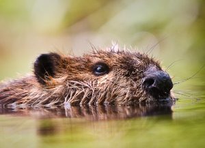 beaver swimming