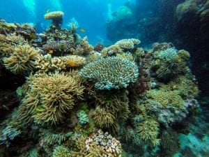facts about coral reefs