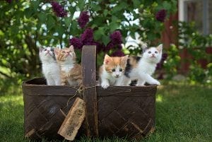 facts about kittens