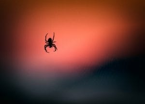How many spiders have you swallowed while sleeping?!