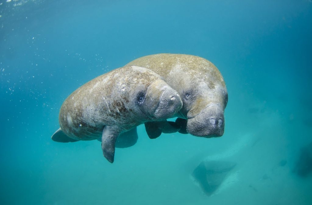 facts about manatees