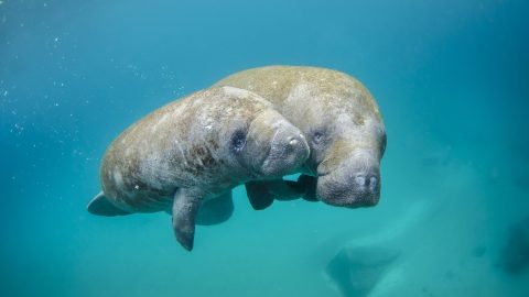 facts about manatees