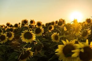 a field of sunflowers in bloom