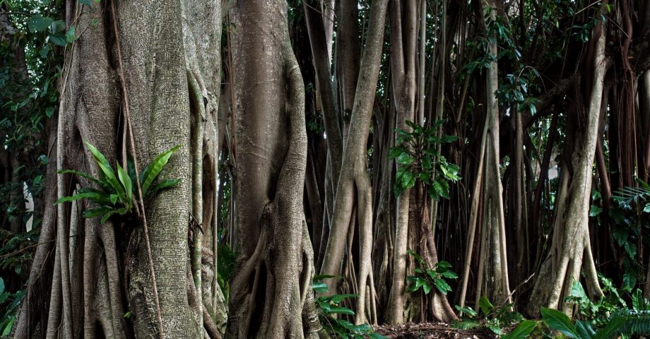 facts about rubber trees