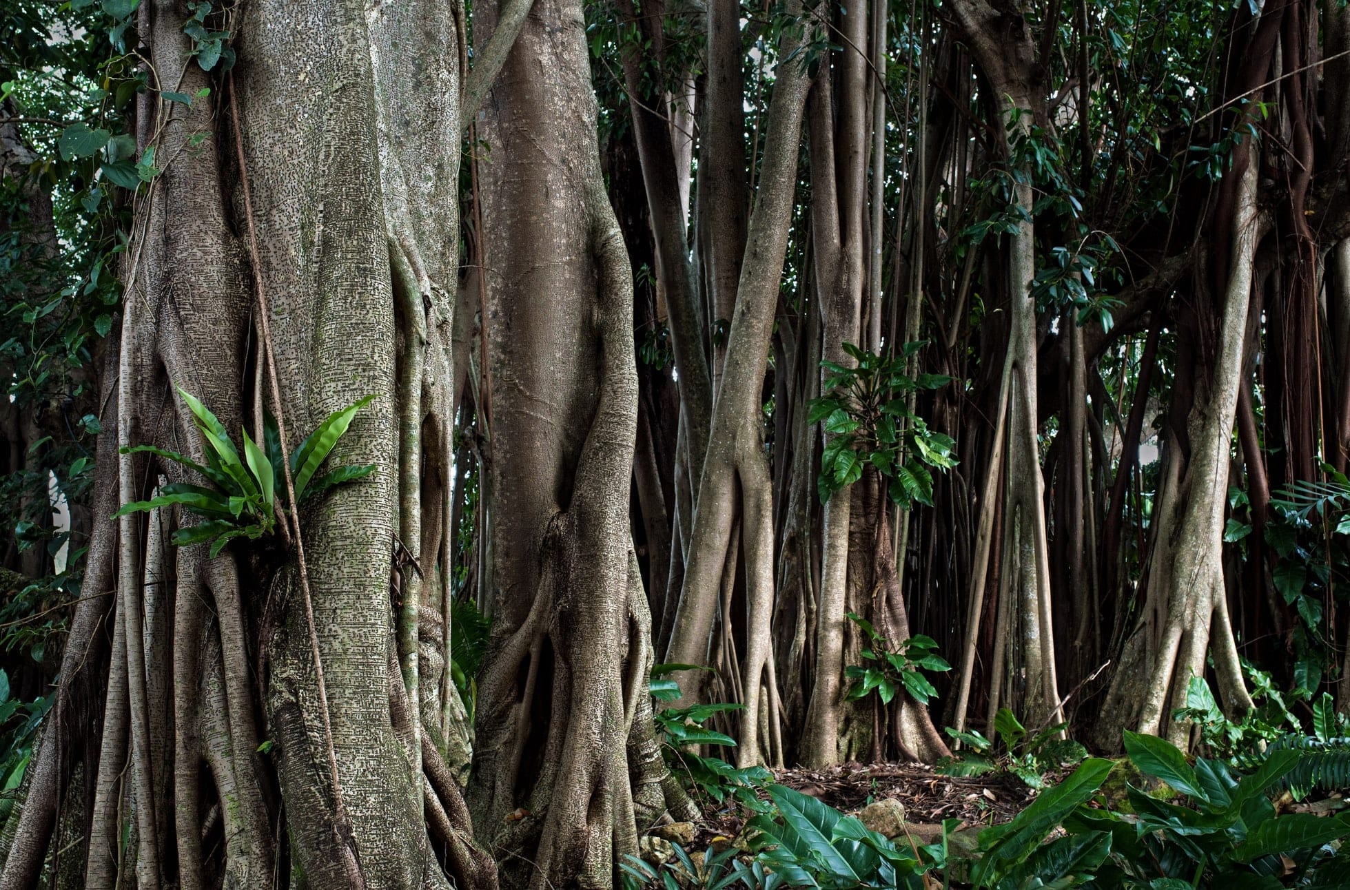 Live rubber tree plant