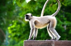 facts about spider monkeys