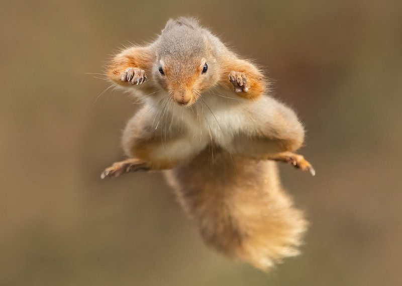 Flying red squirrel