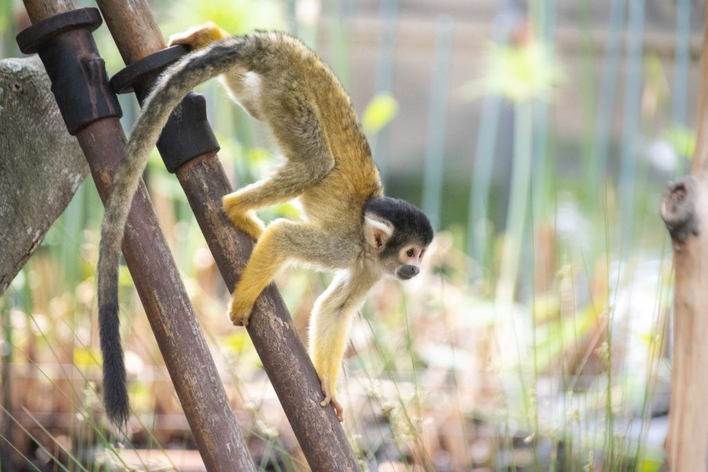 facts about the spider monkey