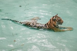 facts about tigers