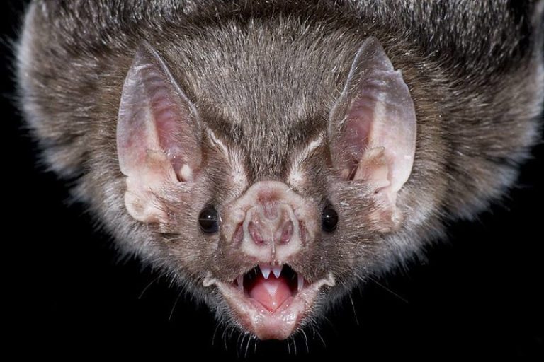 10 Fun Facts about Vampire Bats Fact City