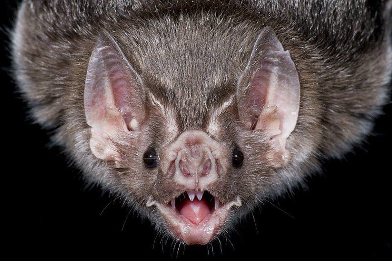 close up of a vampire bat