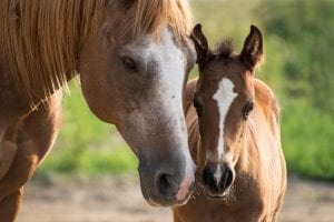 fun facts about horses