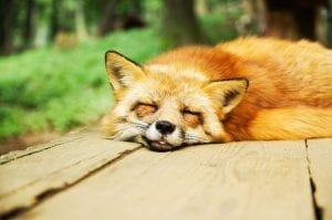 Fox passed out asleep on a bench