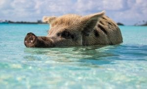 a pig swimming in the Caribbean Sea, Bahamas