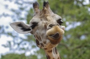 a giraffe poking out its tongue 