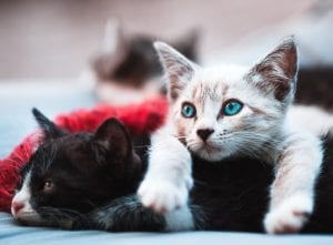 fun facts about cats