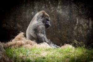 fun facts about silverback gorillas