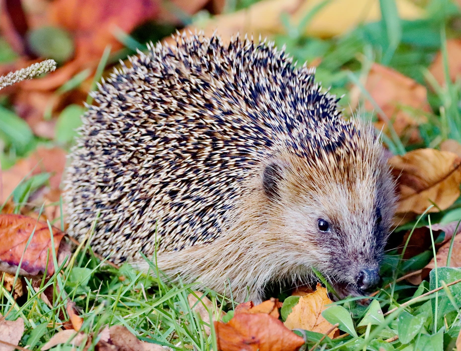 14 Prickly Facts About Hedgehogs - Fact City