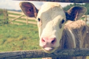 Cow sticking out its tongue