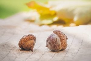 Acorns - a squirrel's favourite snack!