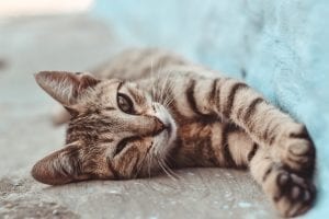 facts about cats