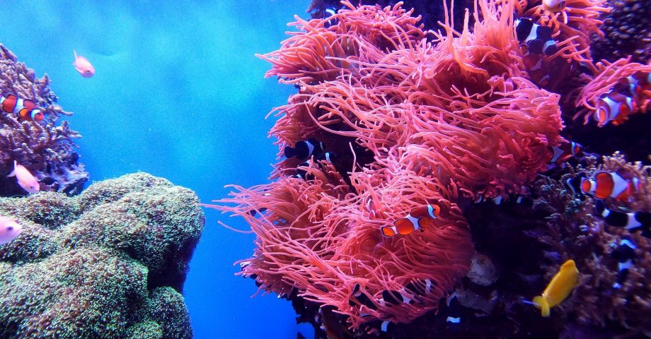 interesting facts about Coral Reefs