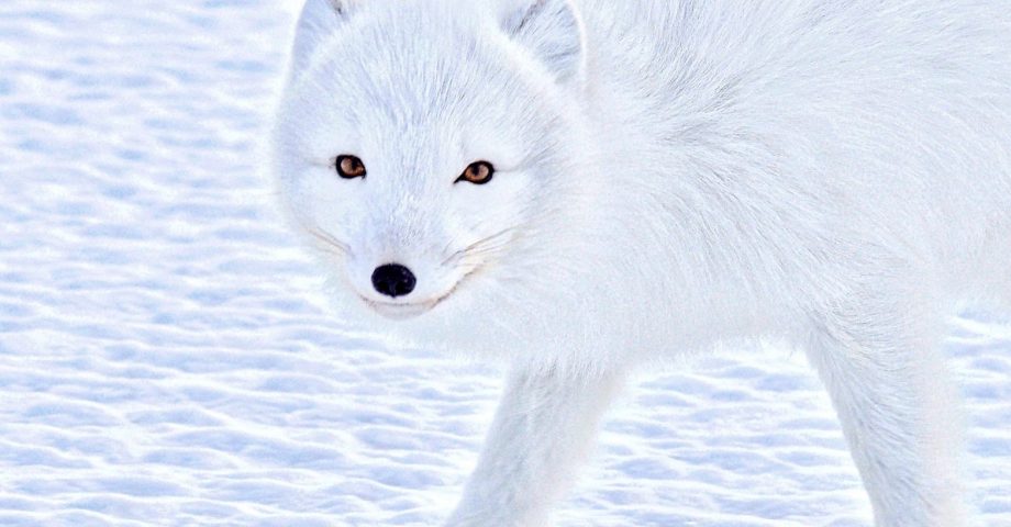 12 Amazing Facts about Arctic Foxes - Fact City