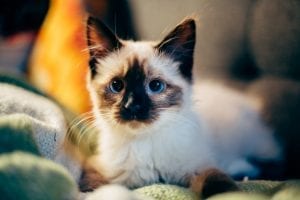 interesting facts about cats